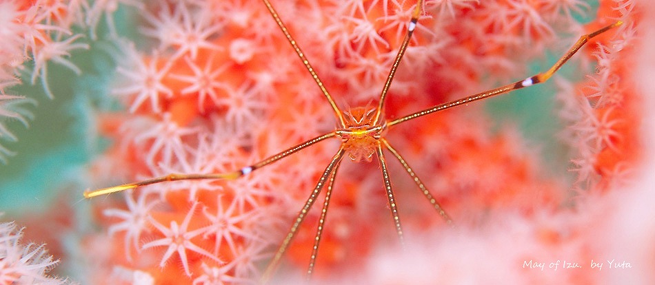 オルトマンワラエビ・伊豆の水中生物写真