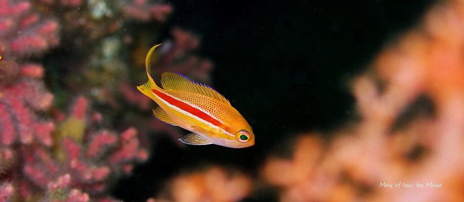 スジハナダイ・伊豆の水中生物写真