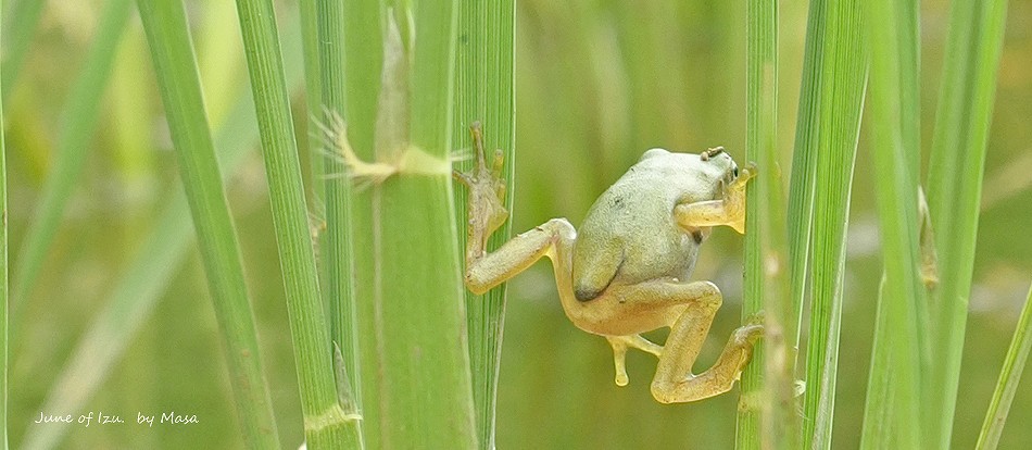 ニホンアマガエル・伊豆の陸上風景写真