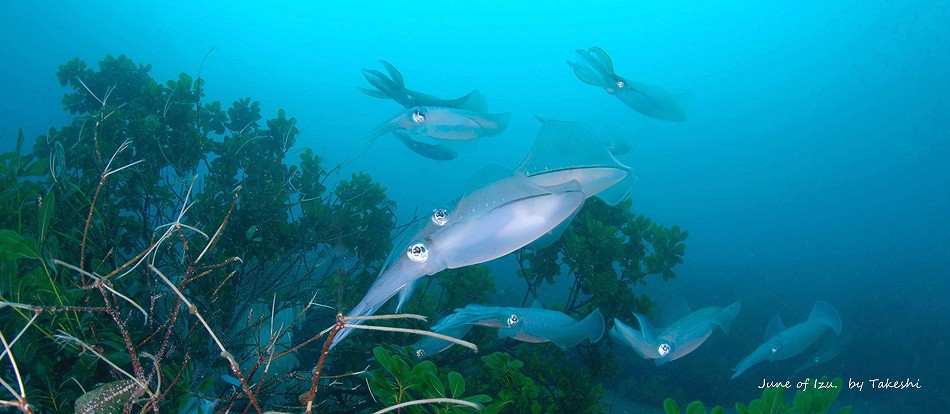 アオリイカ産卵・伊豆の水中生物写真