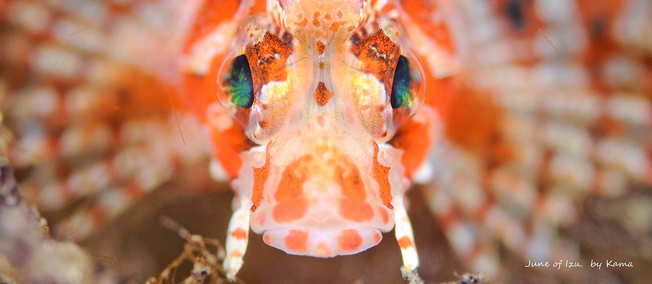 キリンミノカサゴ・伊豆の水中生物写真