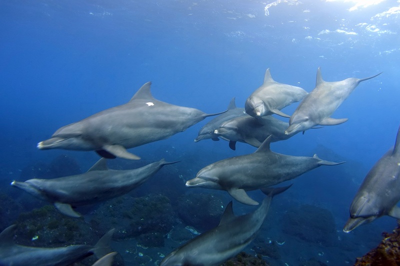 イルカの群れ＠御蔵島ドルフィンスイム