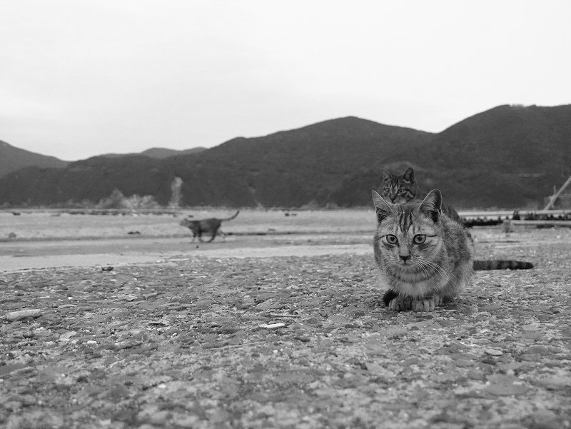 猫＠柏島ダイビングツアー