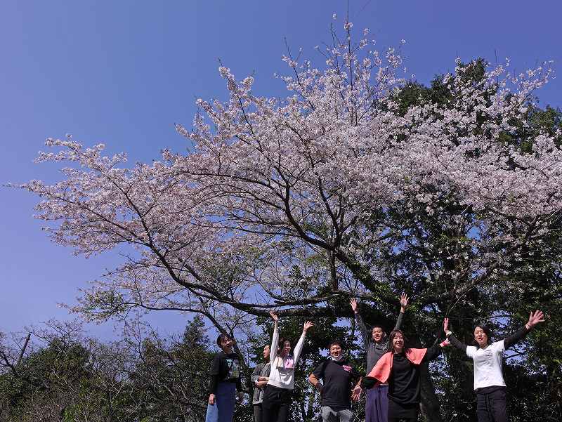 桜＠伊豆観光