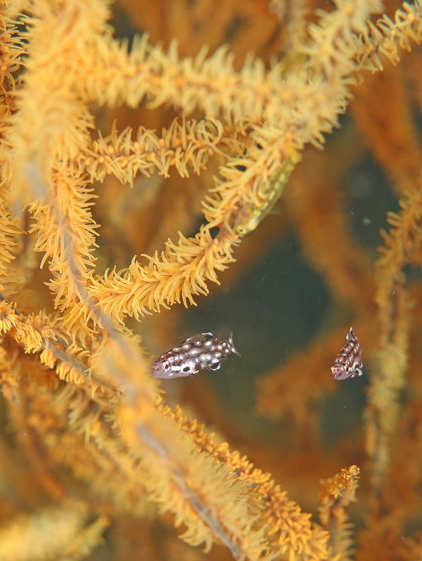 ノドグロベラ幼魚とスジグロガラスハゼ＠柏島ダイビングツアー