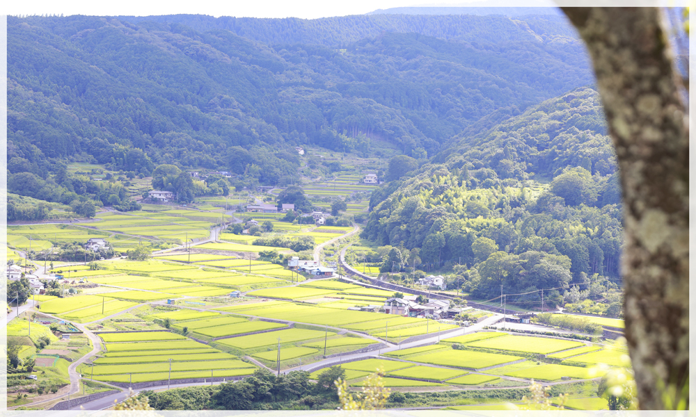 田舎風景＠雲見ダイビングツアー