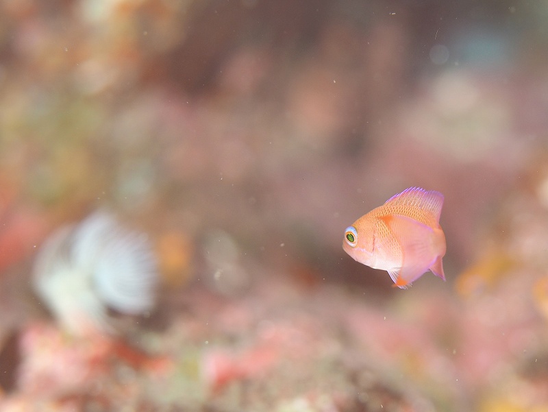 アカオビハナダイ幼魚＠赤沢フォトダイビングツアー