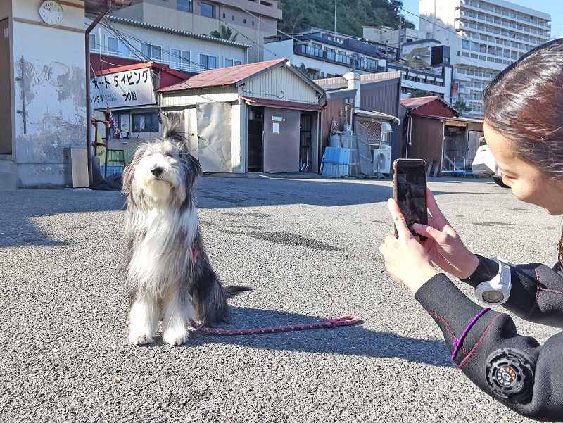 看板犬＠熱海ダイビングツアー