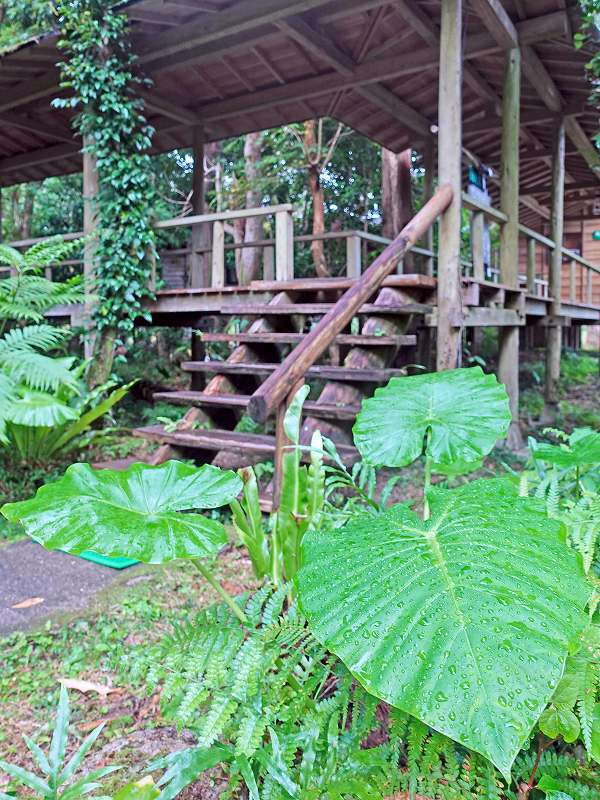 屋久島宿泊＠ロッジ八重岳山荘