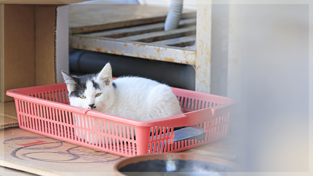 野良猫＠熱海ダイビングツアー