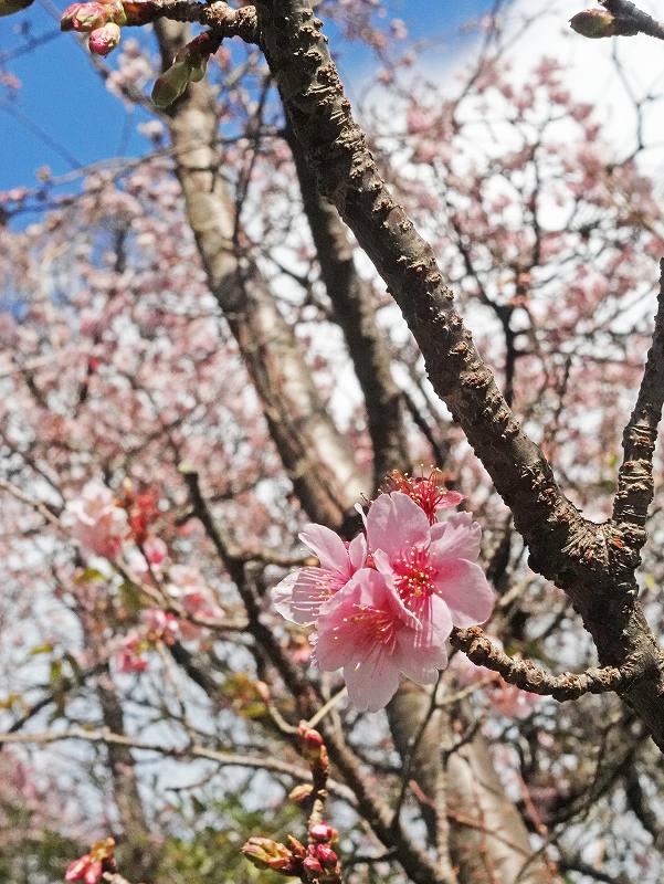 河津桜＠IOPダイビングツアー