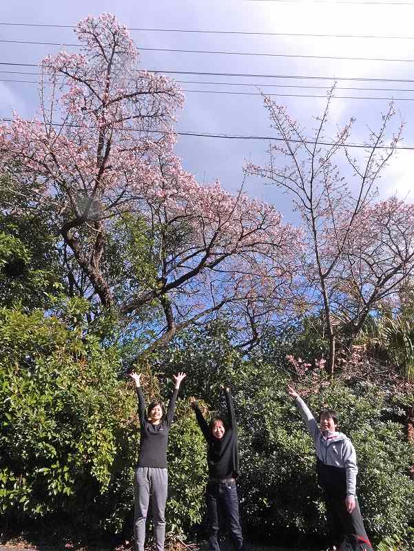 河津桜＠IOPダイビングツアー