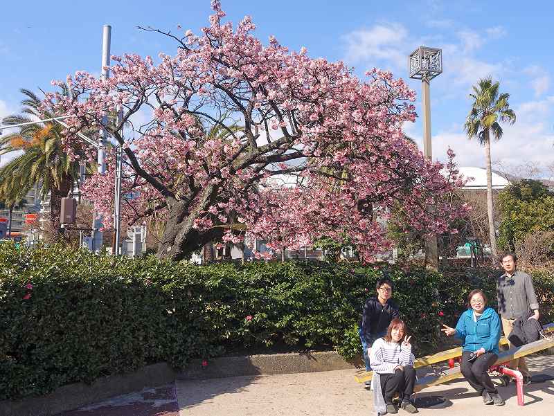 熱海桜＠アフターダイブ観光