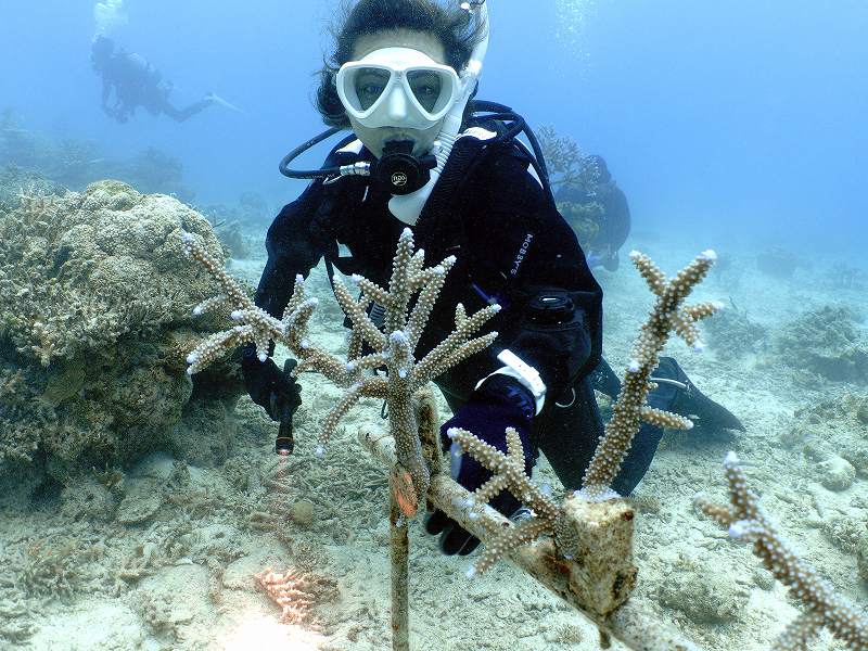 サンゴ移植保護＠石垣島ダイビングツアー