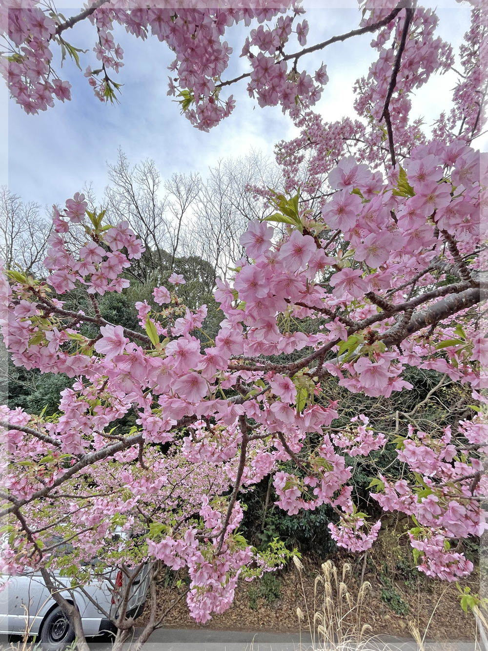 河津桜＠大瀬崎ダイビングツアー