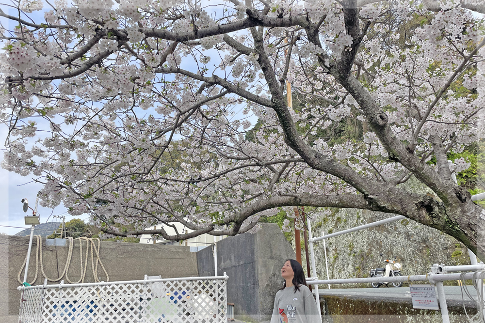 桜＠田子ダイビング