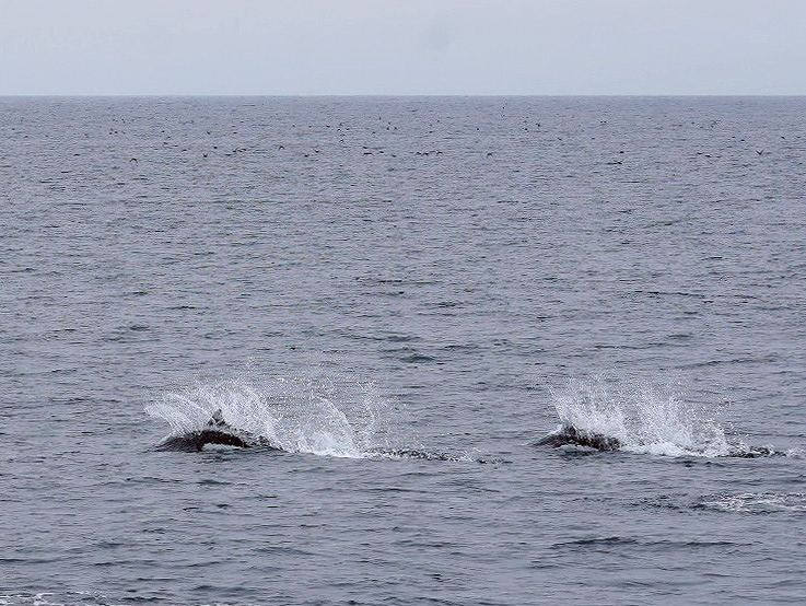 イシイルカ@北海道知床羅臼ネイチャークルーズ