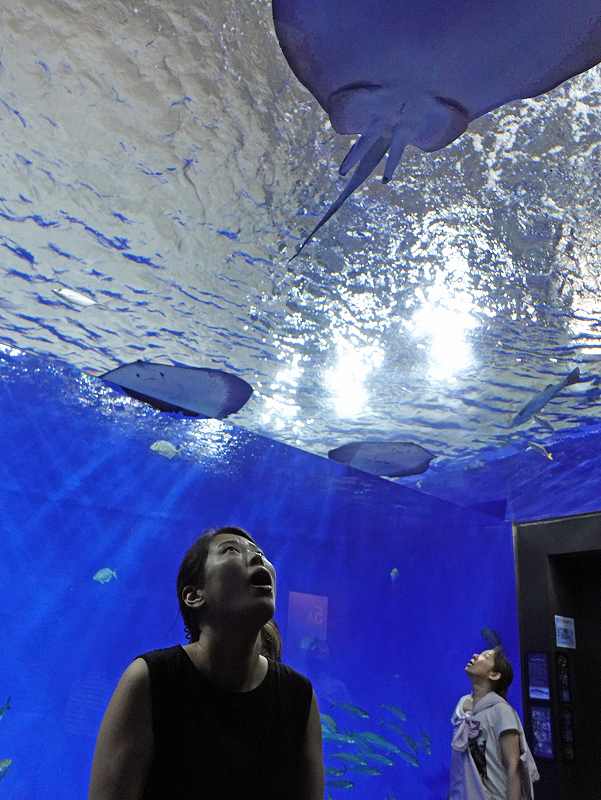 高知観光SATOUMI水族館@東京発柏島ダイビングツアー