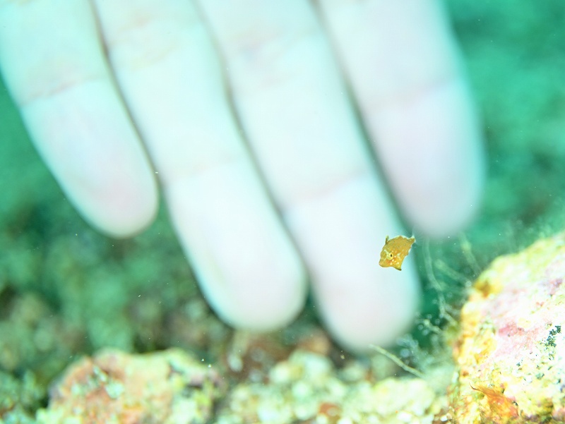 アミメハギ幼魚@初島写真練習ダイビングツアー