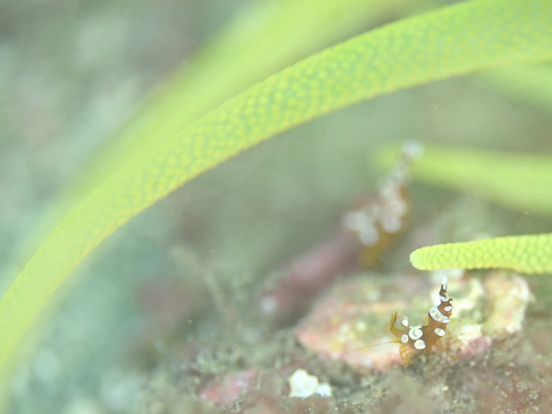 イソギンチャクモエビ@かっちゃま(勝山)ダイビングツアー