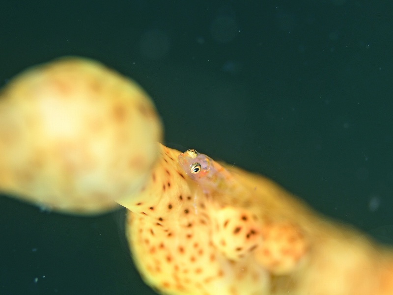 ガラスハゼ幼魚@かっちゃま(勝山)ダイビングツアー