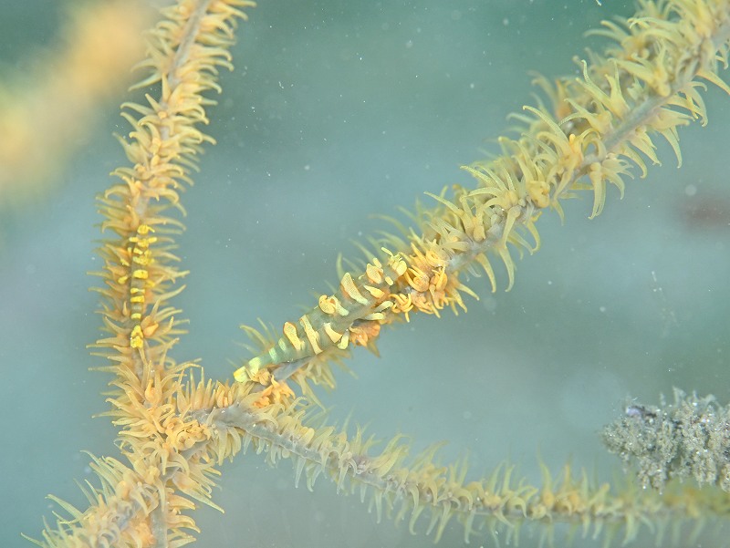 ビシャモンエビペア@かっちゃま(勝山)ダイビングツアー