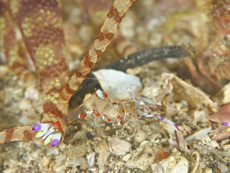 ハクセンアカホシカクレエビ@かっちゃま(勝山)ダイビングツアー