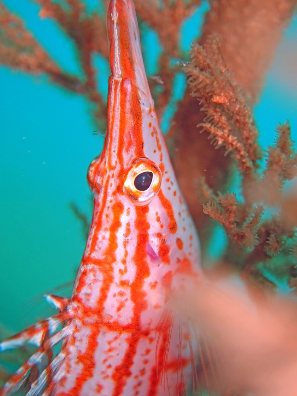 クダゴンベ@かっちゃま(勝山)ダイビングツアー