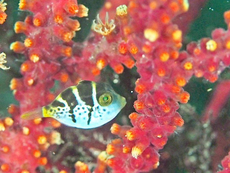 ノコギリハギ幼魚＠IOP（伊豆海洋公園）ダイビングツアー