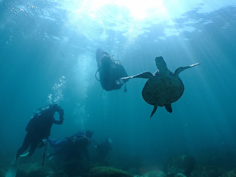 アオウミガメ＠IOP（伊豆海洋公園）ダイビングツアー