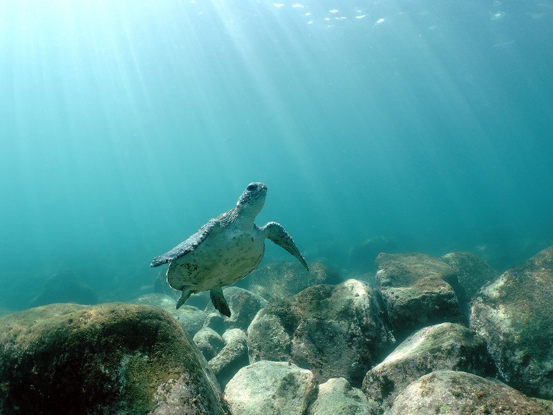 アオウミガメ＠IOP（伊豆海洋公園）ダイビングツアー