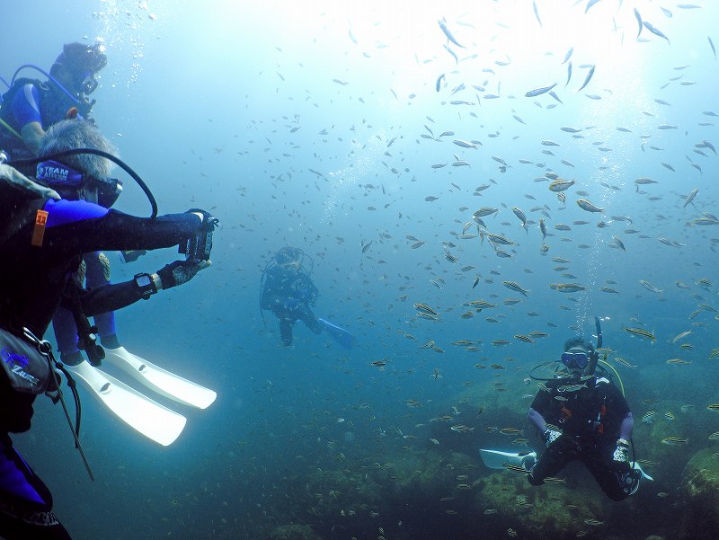 イサキ群れ＠IOP（伊豆海洋公園）ダイビングツアー