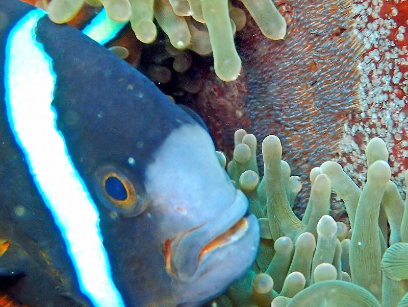 クマノミ卵＠IOP（伊豆海洋公園）ダイビングツアー