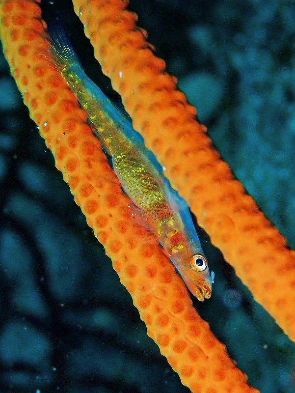 ガラスハゼ卵＠IOP（伊豆海洋公園）ダイビングツアー