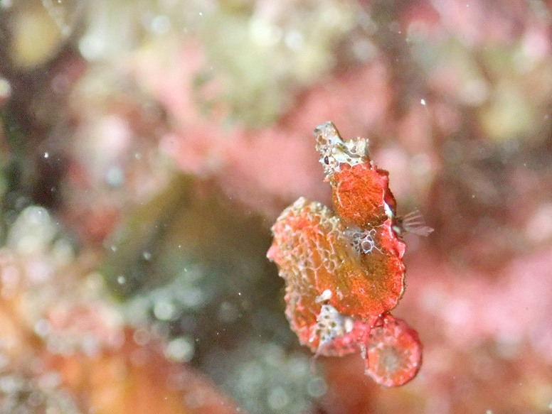 ハチジョウタツ＠IOP（伊豆海洋公園）ダイビングツアー