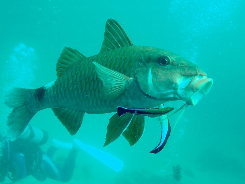 オジサンのクリーニング＠IOP（伊豆海洋公園）ダイビングツアー