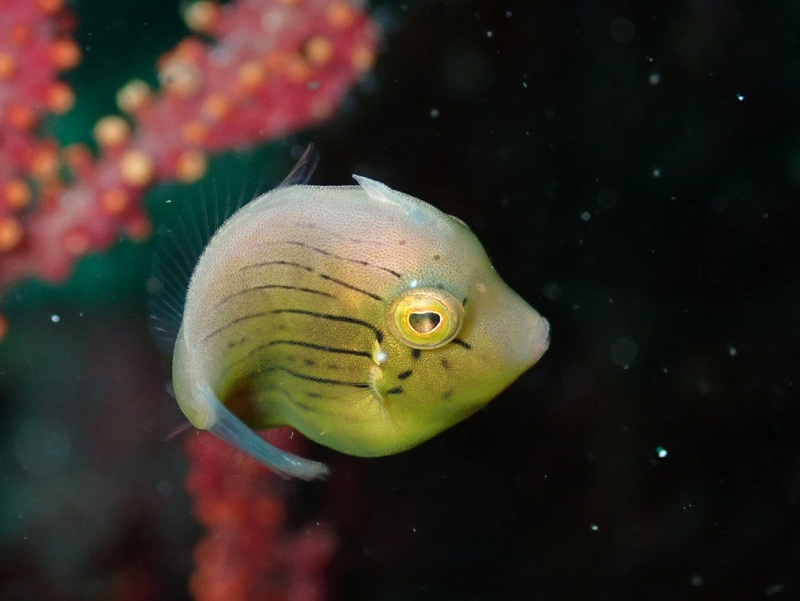 アオサハギ幼魚＠IOP（伊豆海洋公園）ダイビングツアー