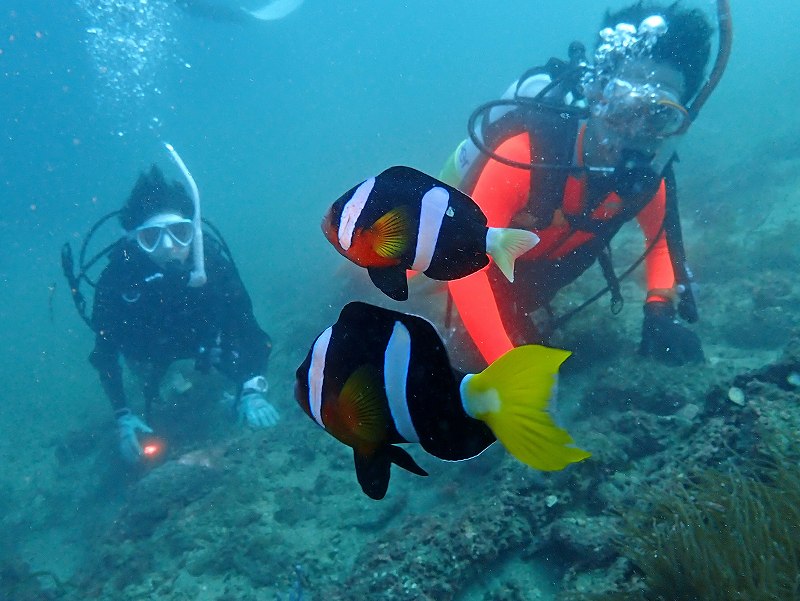 クマノミ＠平日田子ダイビングツアー