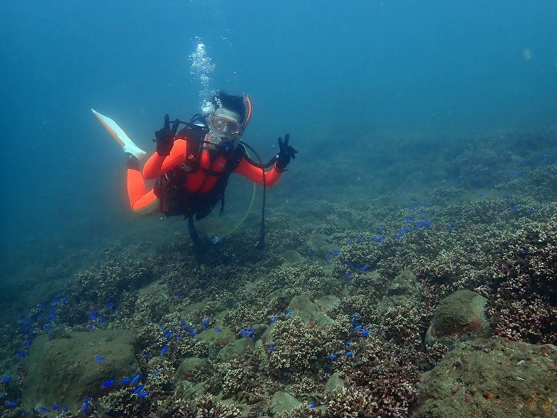 ヒメエダミドリイシ群生＠平日田子ダイビングツアー
