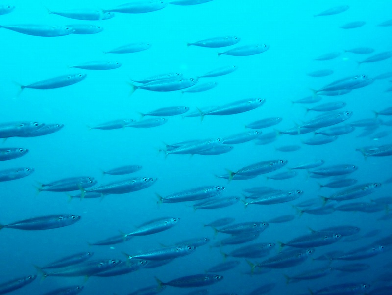 クサヤモロ＠平日田子ダイビングツアー