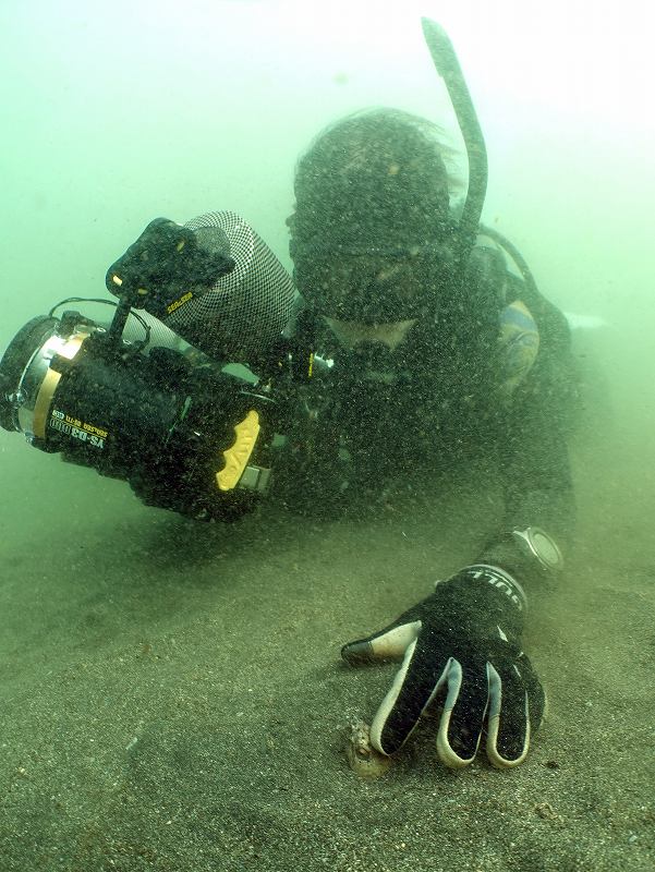 ホタテウミヘビ＠城ヶ島朝活ダイビングツアー