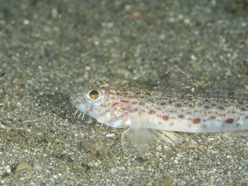 サビハゼ＠城ヶ島朝活ダイビングツアー