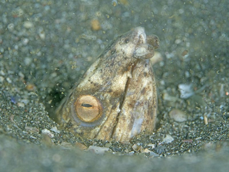 ホタテウミヘビ＠城ヶ島朝活ダイビングツアー