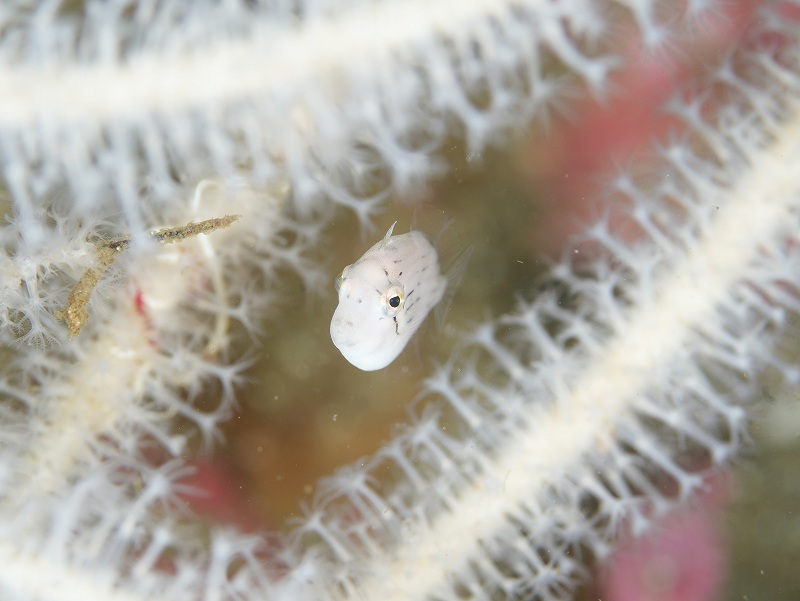 アオサハギ幼魚＠城ヶ島朝活ダイビングツアー