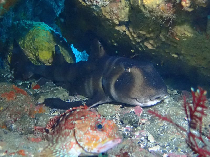 ネコザメ＠千葉西川名ダイビングツアー