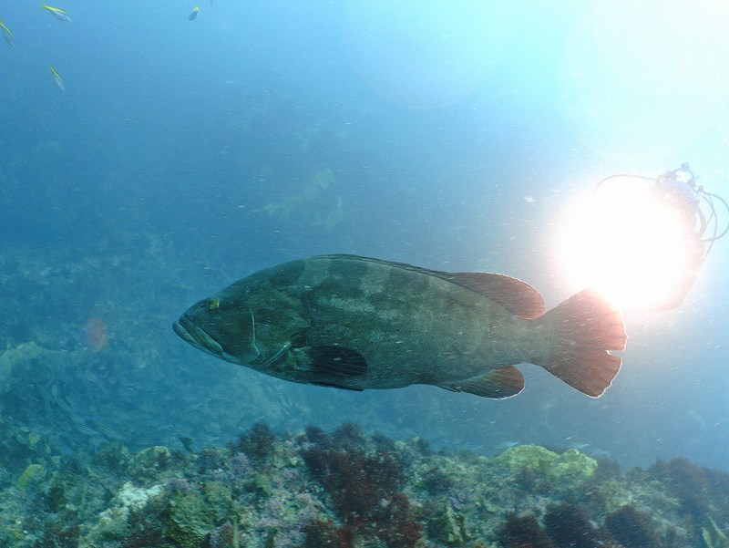 モロコ（クエ）＠千葉西川名ダイビングツアー
