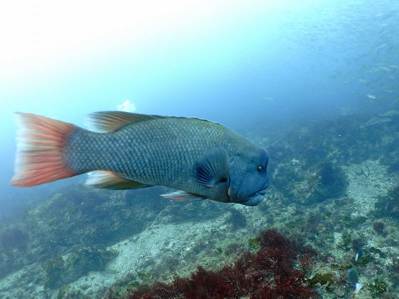 コブダイ＠千葉西川名ダイビングツアー