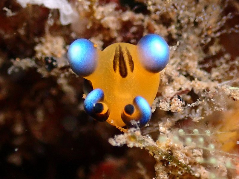 ウデフリツノザヤウミウシ（ピカチュー）＠北川ダイビングツアー