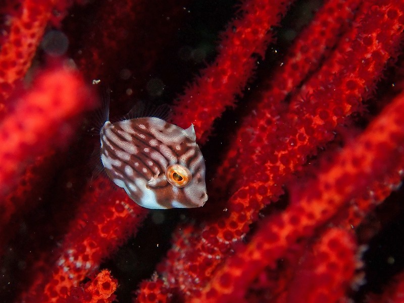 アオサハギ幼魚＠北川ダイビングツアー