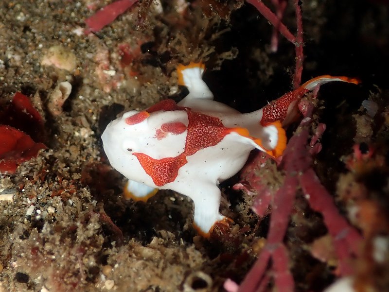 クマドリカエルアンコウ幼魚＠北川ダイビングツアー